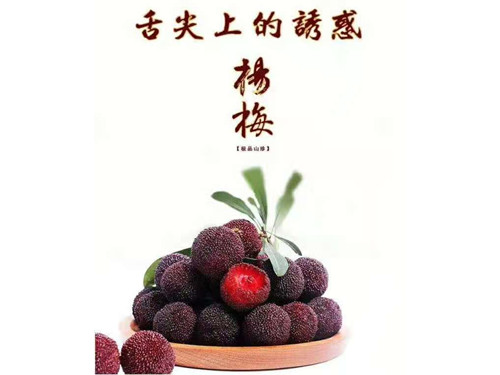 楊梅大樹